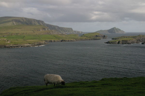 normal_IMG_4724_View&Sheep_from_the_Ring_of_Kerry.JPG